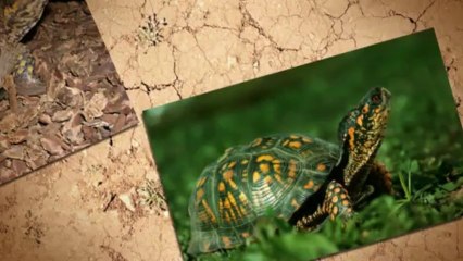 Annonce Reptiles à vendre - Aubaine.ca