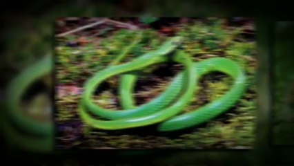 Annonce Reptiles à vendre au Québec