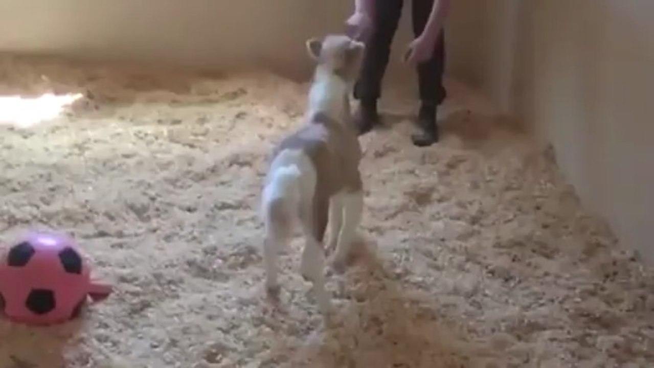 Adorable Mini Horse