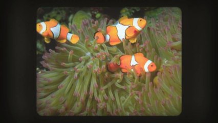 Petite Annonce Poisson à vendre au Québec