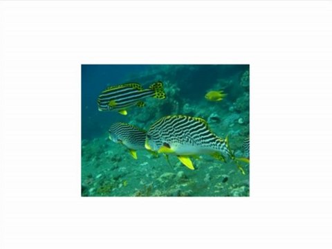 Canon PowerShot D20 12.1 MP CMOS Waterproof Digital Camera