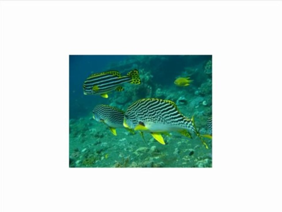 Nikon COOLPIX AW100 16 MP CMOS Waterproof Digital Camera