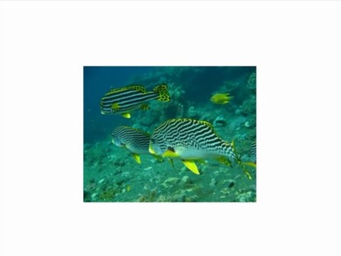 Nikon COOLPIX AW100 16 MP CMOS Waterproof Digital Camera