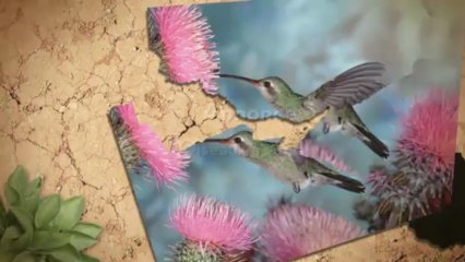 Petite Annonce Oiseaux à vendre au Québec sur Aubaine.ca