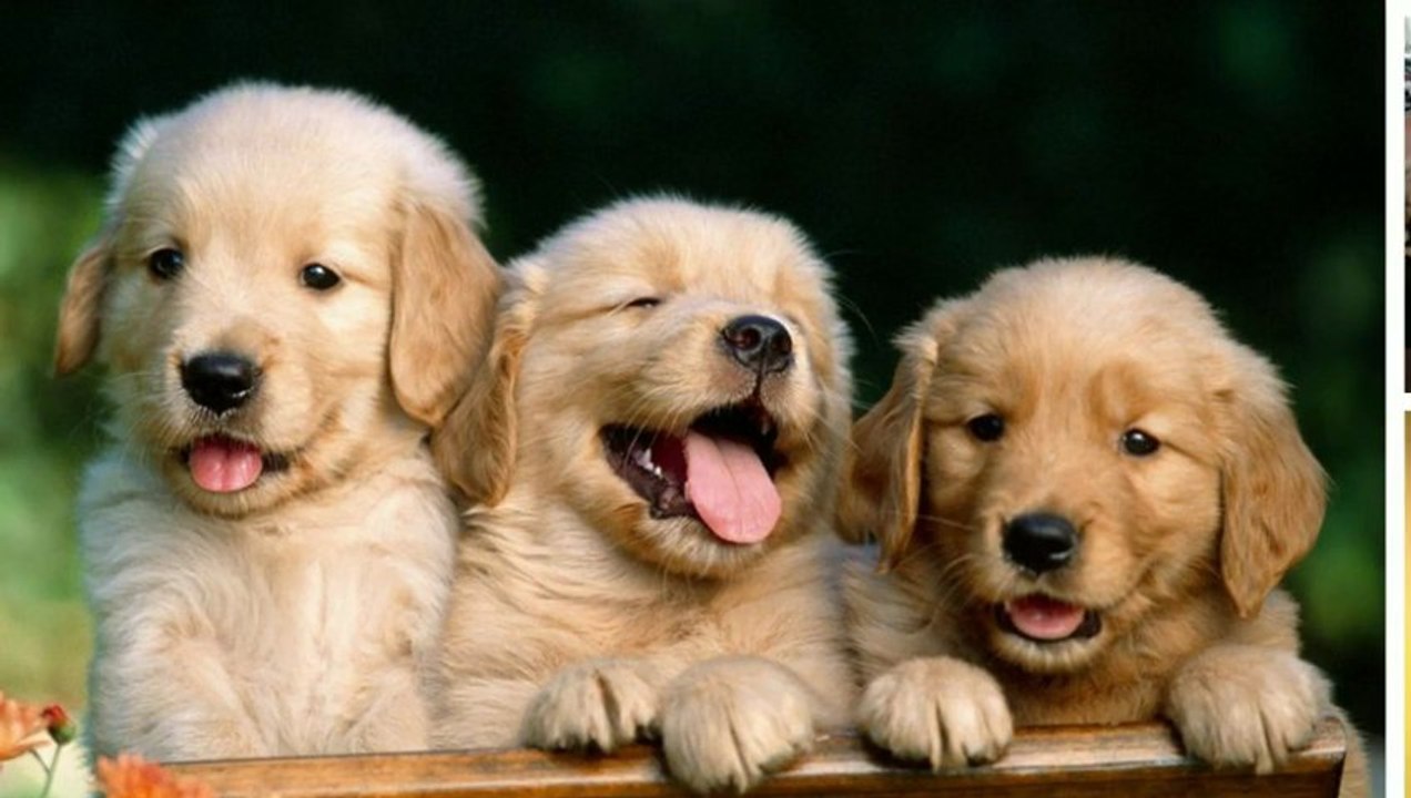 Petite annonce chiens à vendre au québec