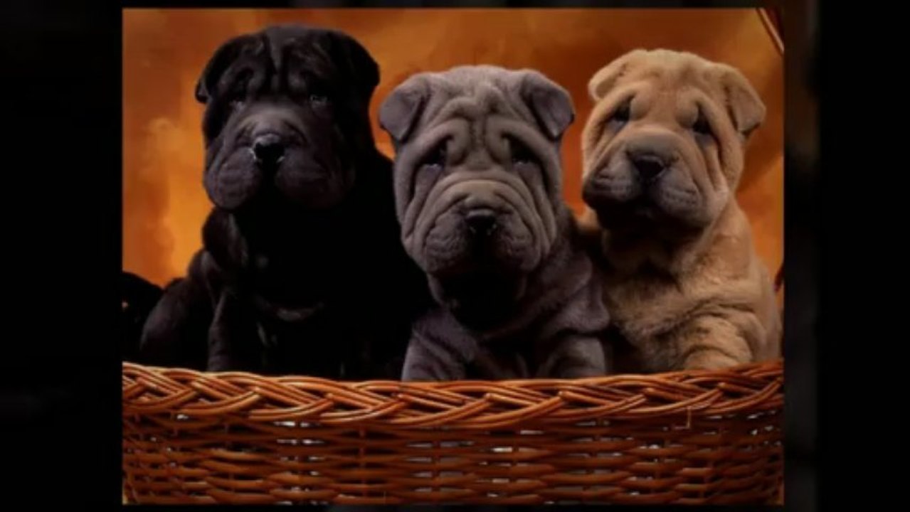 Petite annonce chiens à vendre sur Aubaine.ca