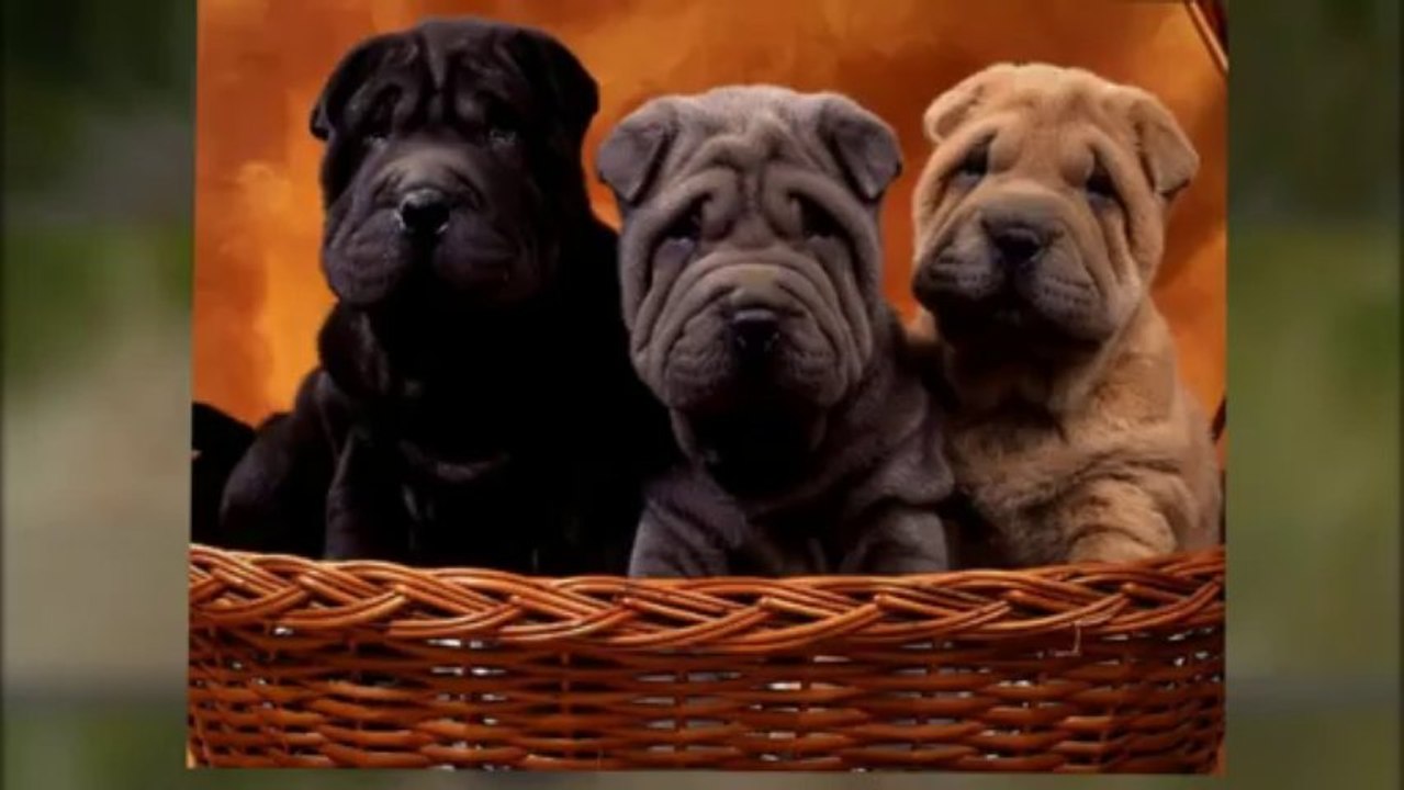 Petite annonce chiens à vendre