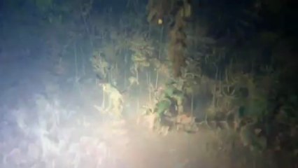 vegetation lacs de l'essonne