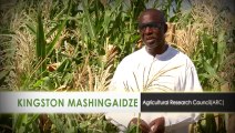 Water Efficient Maize for Africa (WEMA)  Improved Maize Varieties to Aid Farmers in Sub-Saharan Africa