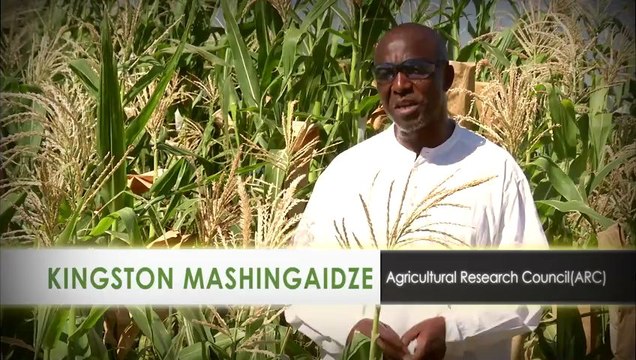 Water Efficient Maize for Africa (WEMA) Improved Maize Varieties to Aid Farmers in Sub-Saharan Africa