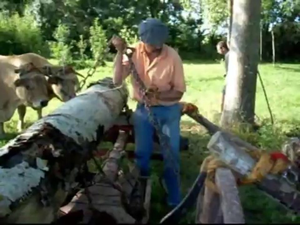 Chargement de peupliers avec une paire de vaches Aubracs