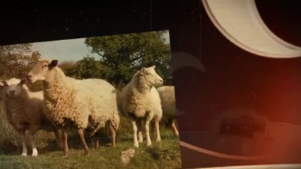 Annonce Animaux de Ferme à vendre sur Aubaine.ca