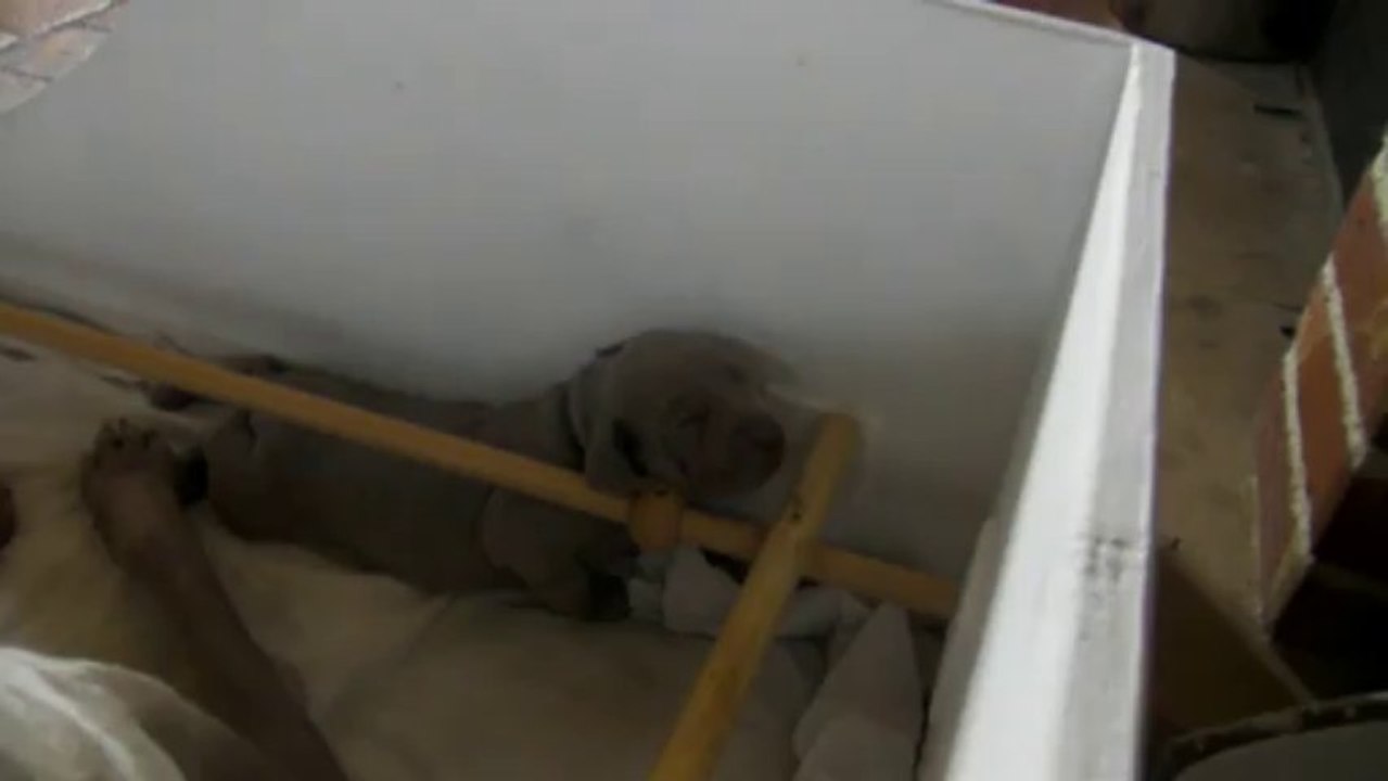 17072013 Daydory's Edemund bébés poils courts Jour 21