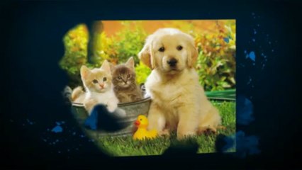 Annonce classée d'animaux de Ferme à vendre au Québec - Aubaine.ca