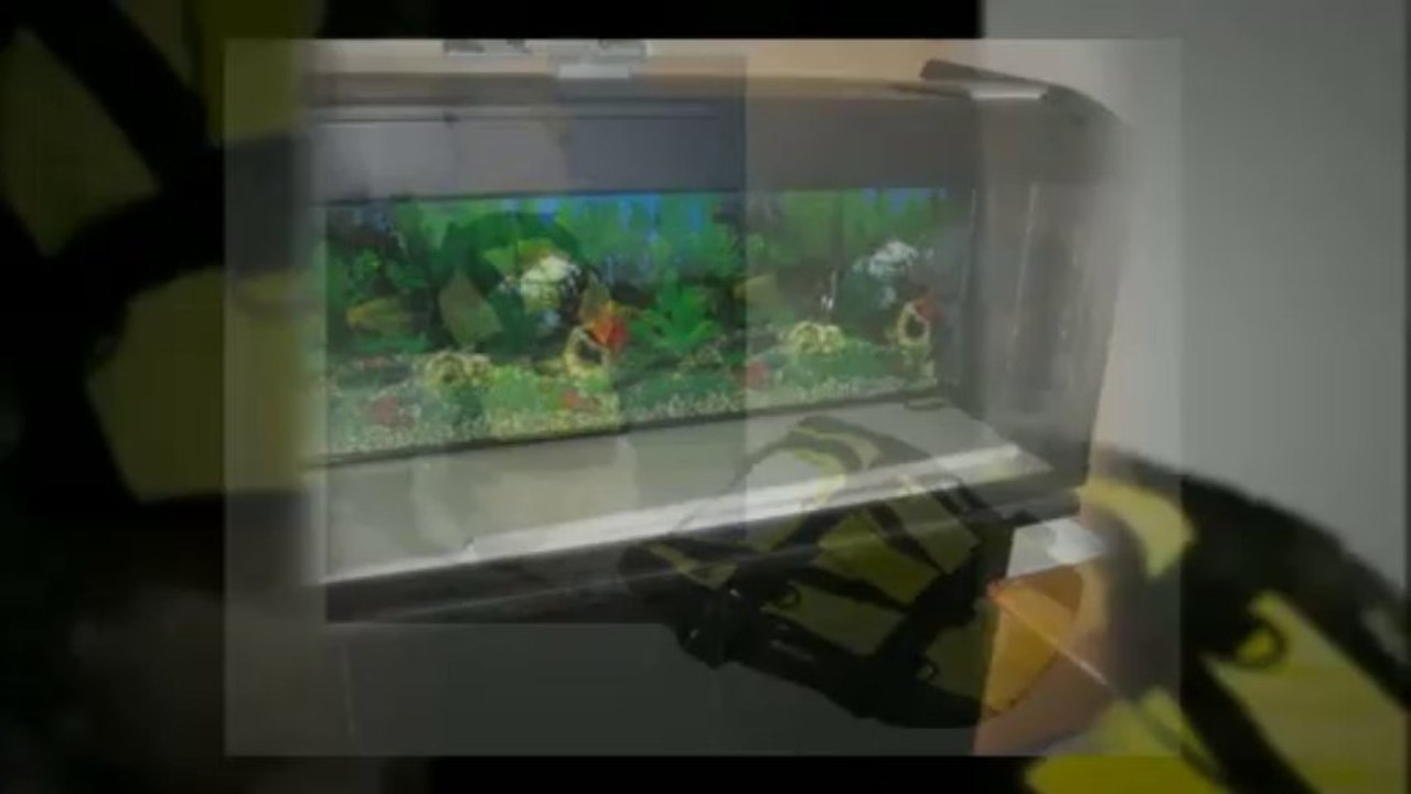 Petite annonce accessoires animaux à vendre au québec usagé à vendre