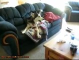 Husky throws a temper tantrum