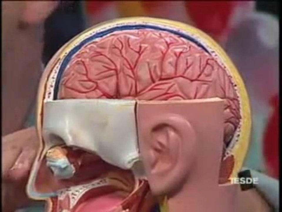 BIOLOGIA AULA 20 -- SISTEMA NERVOSO CENTRAL E PERIFÉRICO Parte 1  - YouTube