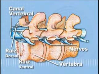 BIOLOGIA AULA 20 -- SISTEMA NERVOSO CENTRAL E PERIFÉRICO Parte 2  - YouTube