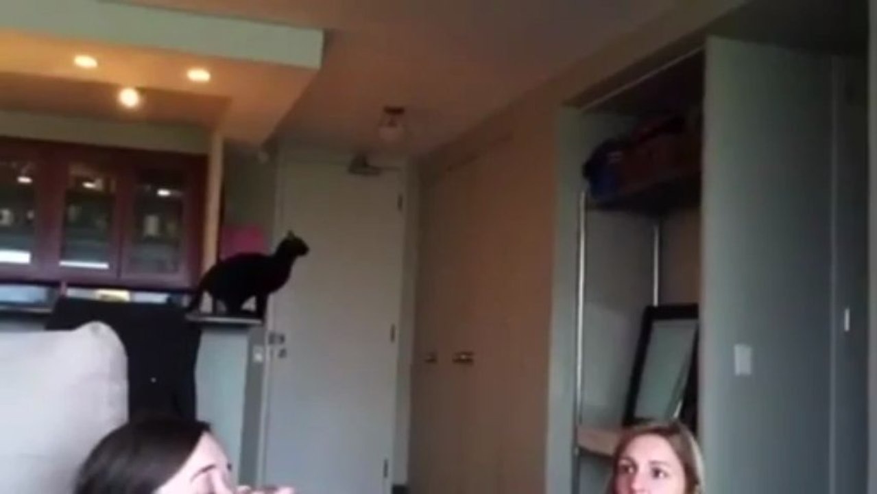 Cat Long Jump Fail - Video