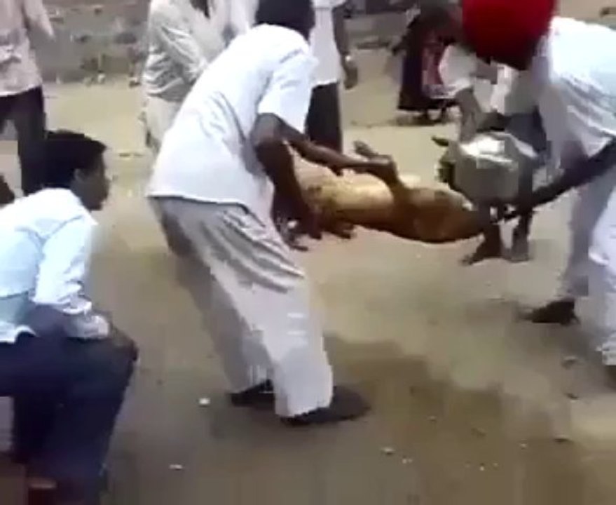 Poor dog lol