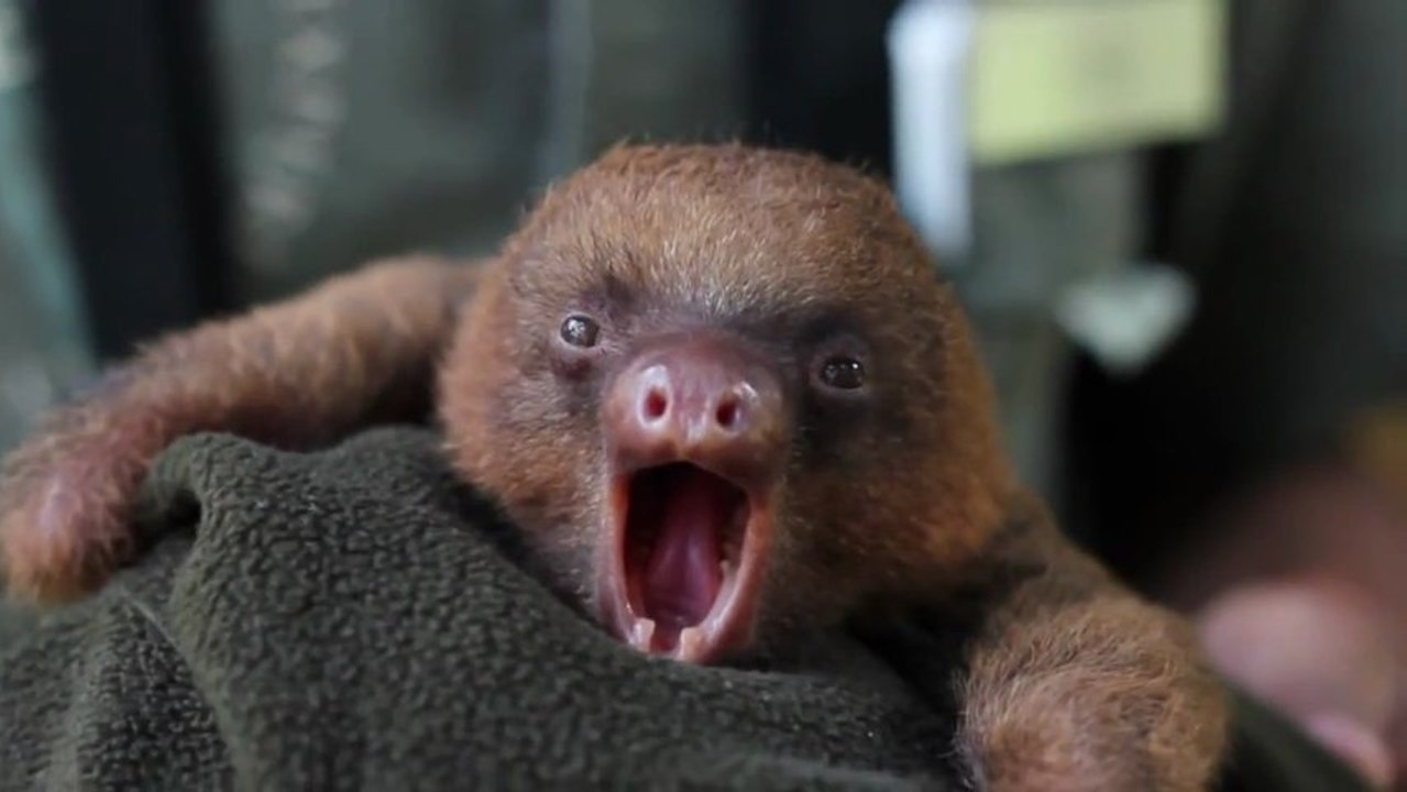Yawning Animals