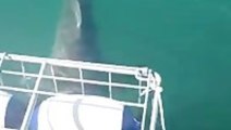Great White Shark Attacks Shark Diving Cage
