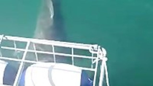 Great White Shark Attacks Shark Diving Cage