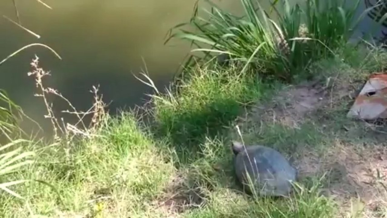 Epic Turtle Jump - FAIL! - Vidéo Dailymotion