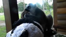 Liam the ringtail lemur adopts baby Charlie