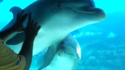 Calling a Dolphin With a Comb at SeaWorld - Beautiful