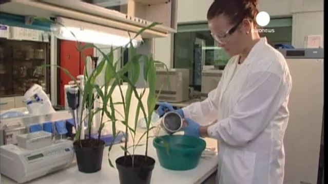 Monsanto abbandona nuovi ogm per l'Europa