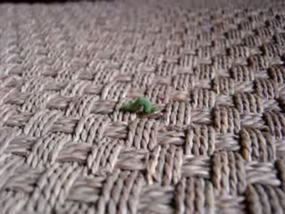 Worm Tango