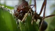 L'organisation secrète des fourmis (Documentaire)