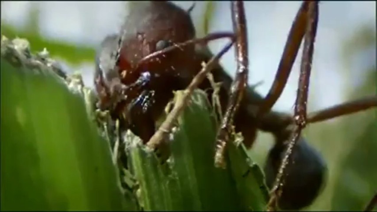 L'organisation secrète des fourmis (Documentaire)