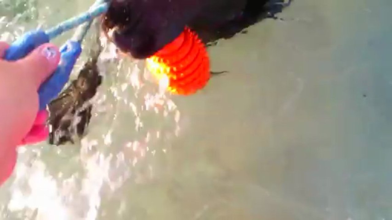 I'Ewenn du Labamour d'othys ,au rapport à l'eau à 4 mois et demi