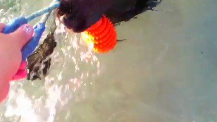 I'Ewenn du Labamour d'othys ,au rapport à l'eau à 4 mois et demi