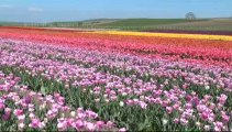 Türkiye, Hollanda'ya ilk kez lale ihraç etti