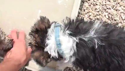 Baignade des bébés Fox Terrier de Gladi