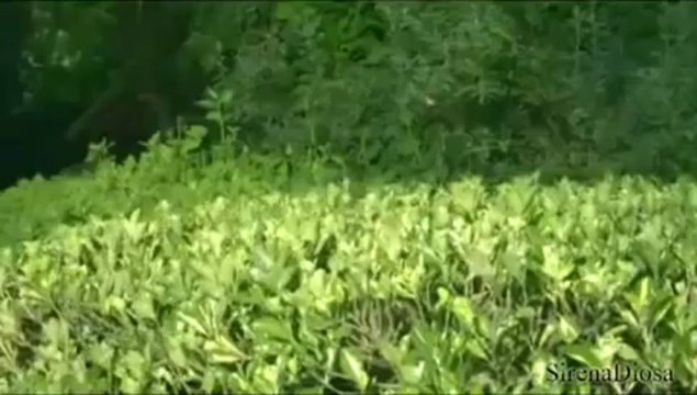 What is that_ (spanish translation)- Que es eso_(traduccion al español)(360p_H.264-AAC)