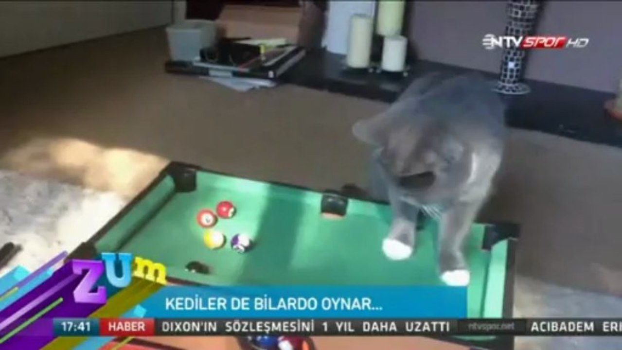 Kedilerde Bilardo Oynar!