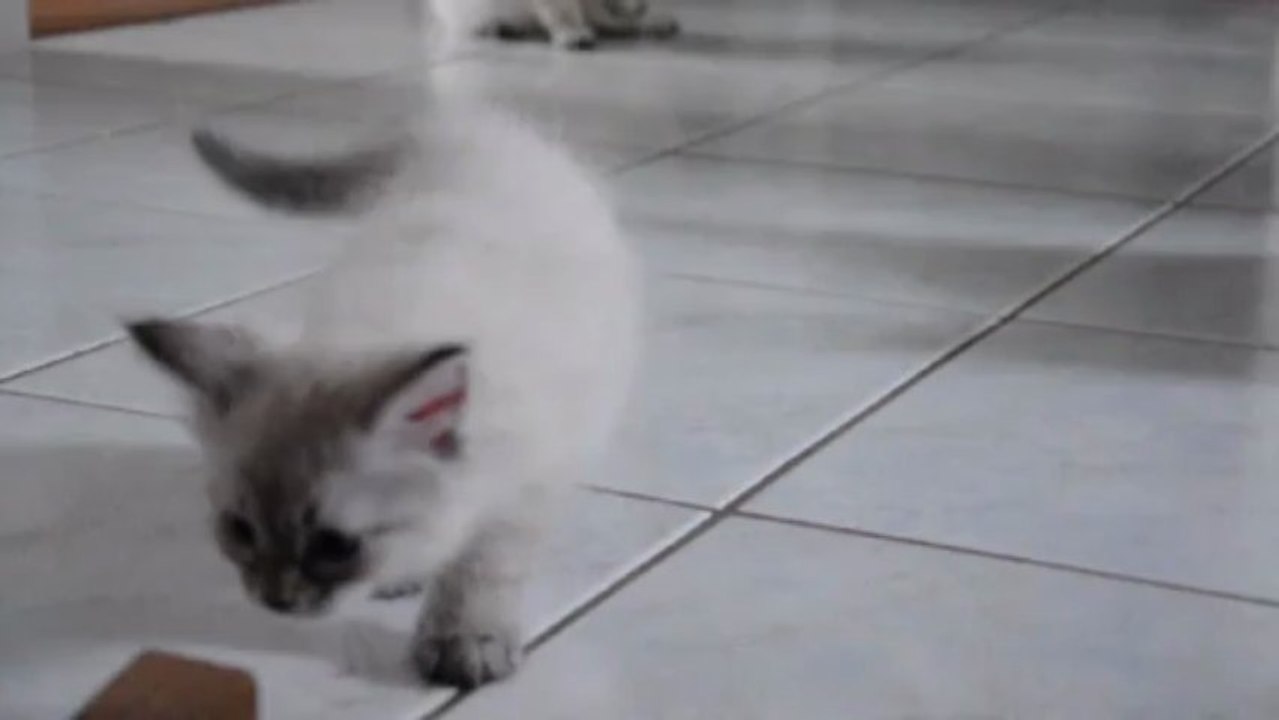 Idaho, Isara et Iliad, chatons de Féliz 2013