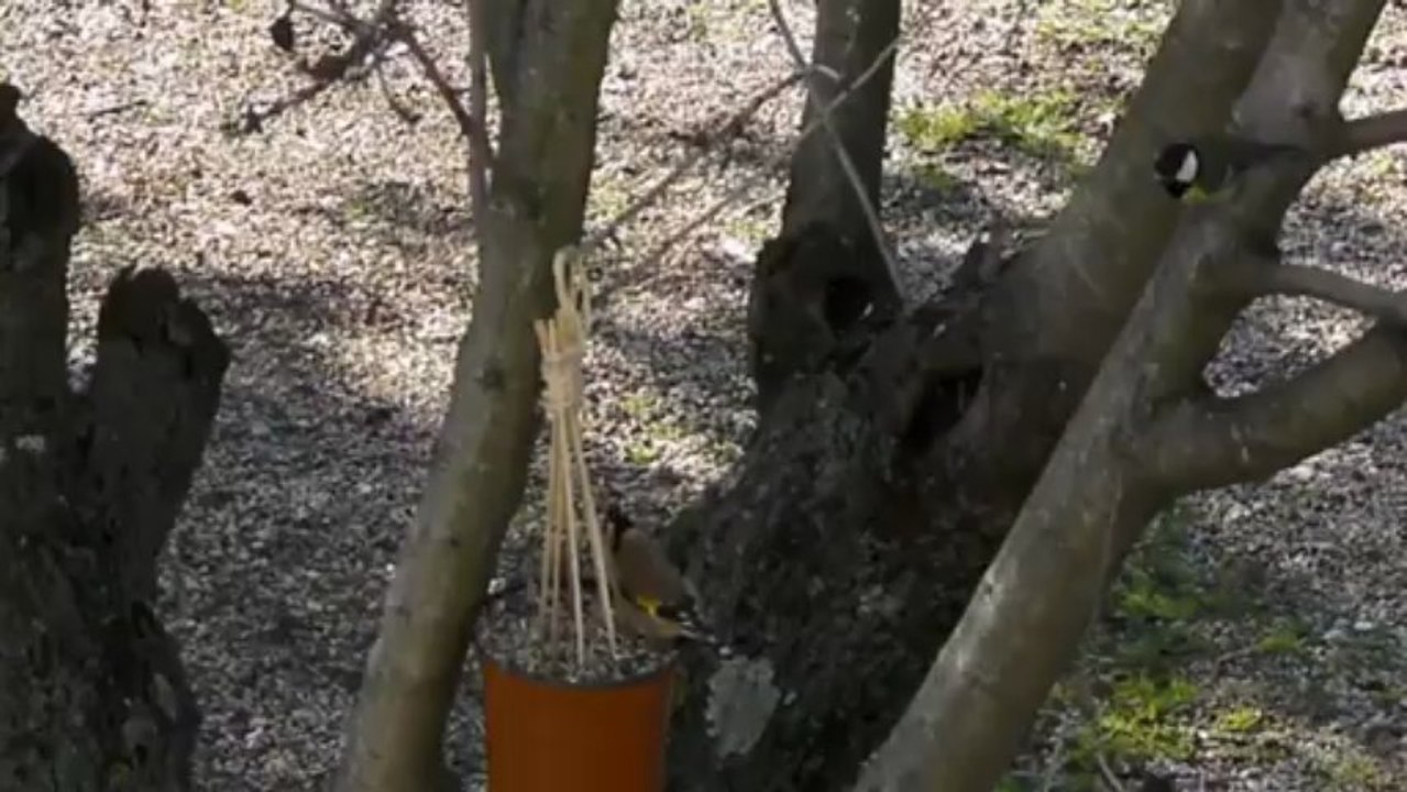 Le Chardonneret élégant  squatteur de  mangeoire