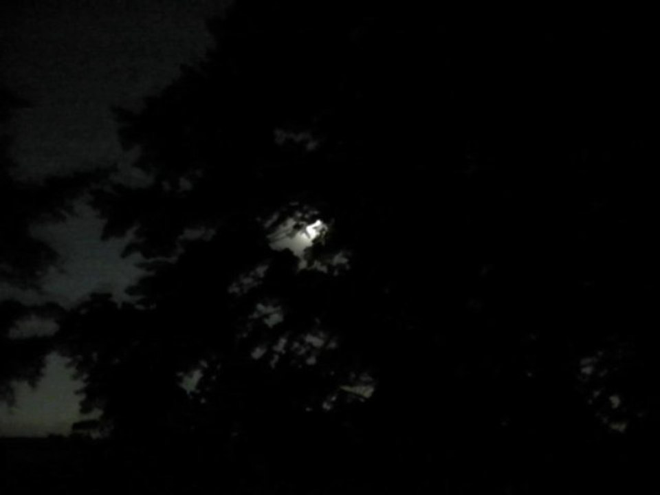 Cri du Renard dans la nuit