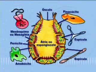 BIOLOGIA - AULA 25 -- ESPONJAS (PARAZOÁRIOS) Parte 1  - YouTube