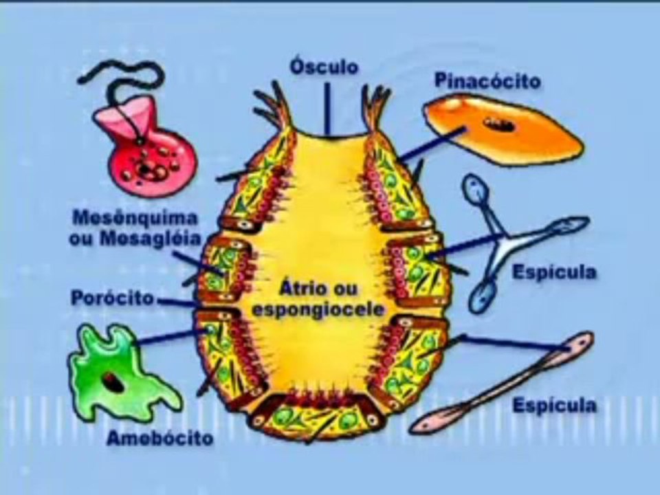 BIOLOGIA - AULA 25 -- ESPONJAS (PARAZOÁRIOS) Parte 1  - YouTube