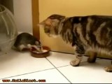 Mouse Teaches Cat How To Share