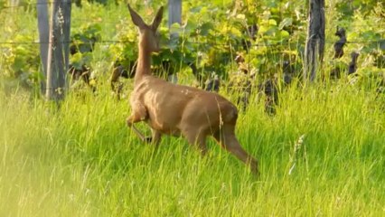 Chevreuils repas de l'aurore