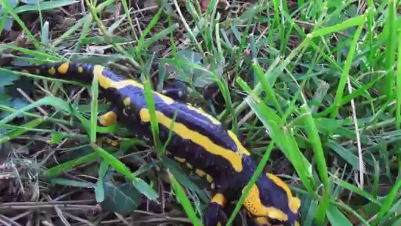 Salamandre tachetée