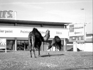 RAVAT PASCAL/ VARIATION CLIMATIQUE