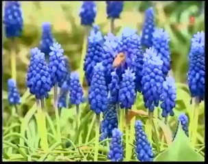 Ab Dava Ki Jarurat Nahin Full Song _ Lal Dupatta Malmal Ka _ Sahil, Veverly Wheeler